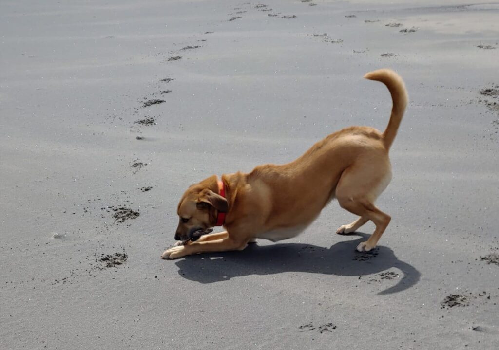 pet-friendly block island