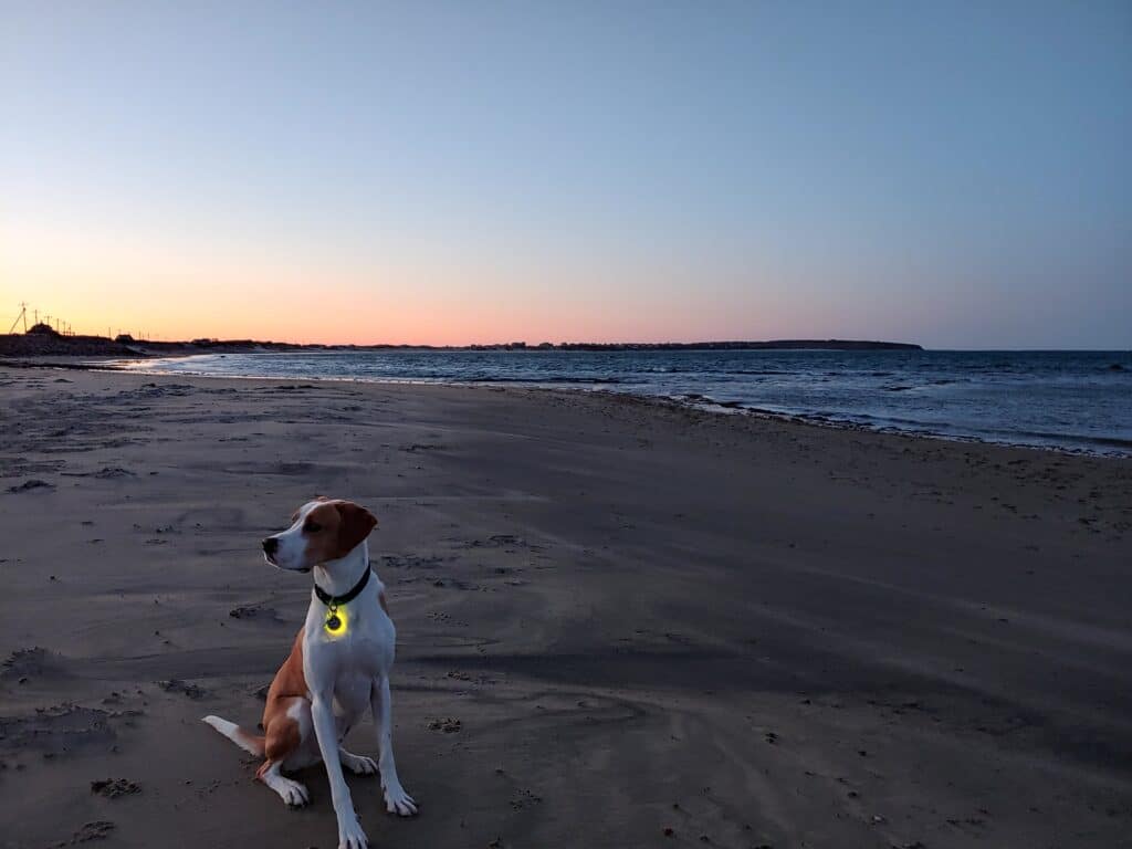 pet-friendly block island