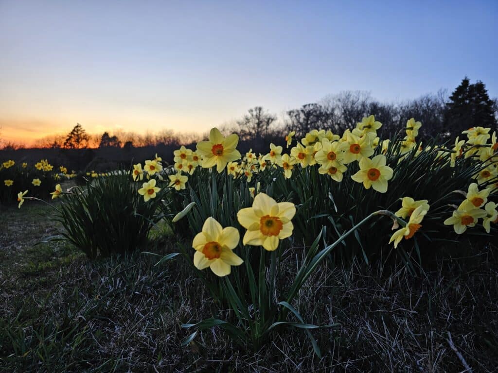 Embrace the Beauty of Spring: Blooming Daffodils on Block Island's ...