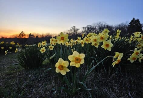 daffodils on block island