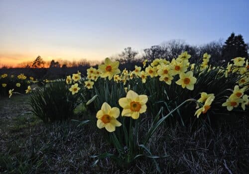 daffodils on block island