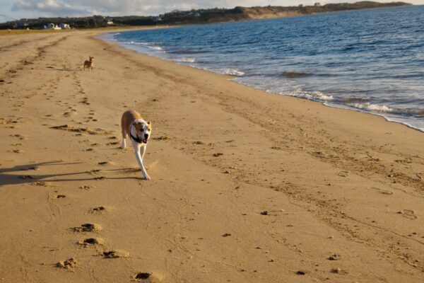 Block Island pet-friendly hotels